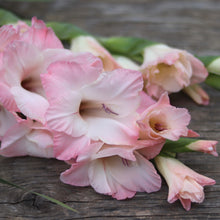 Load image into Gallery viewer, Gladiolus 'Socrates'