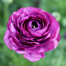 Load image into Gallery viewer, ranunculus