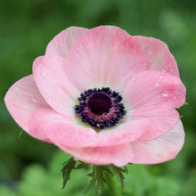 Load image into Gallery viewer, Anemone