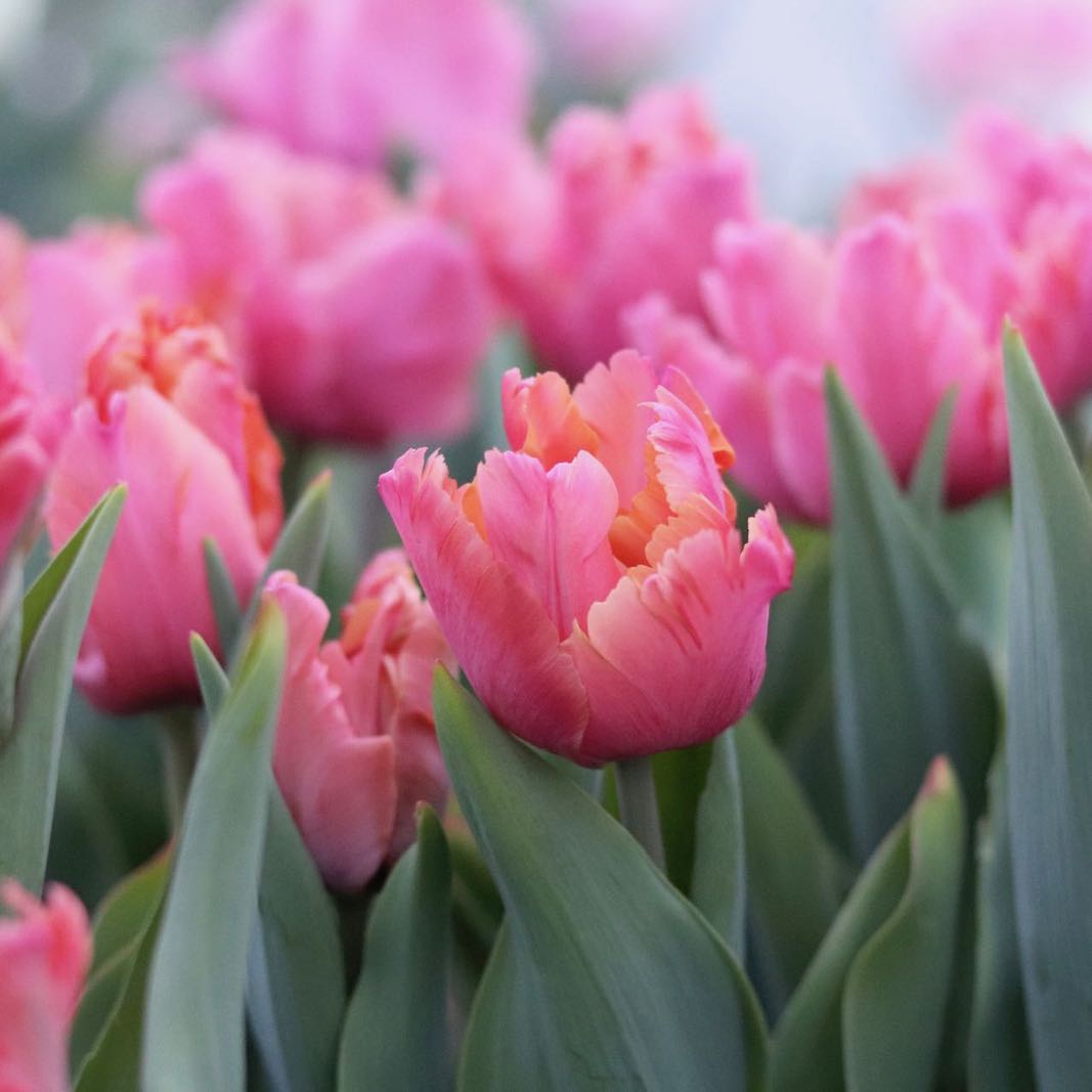 Buy Fancy Frills Tulip Online, Spring Bulbs Sale