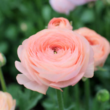 Load image into Gallery viewer, ranunculus
