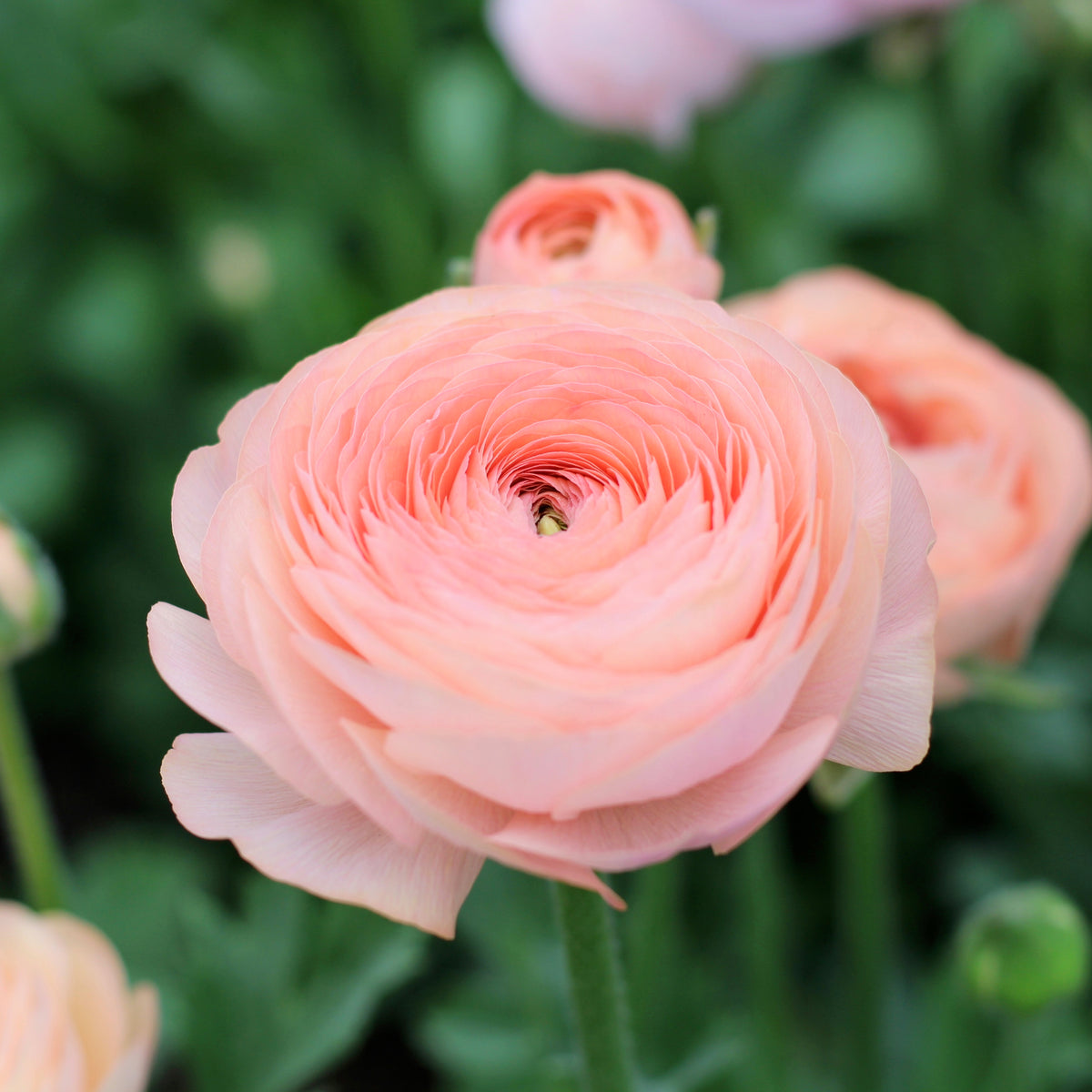 Elegance Salmon Ranunculus Plants