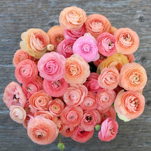 Load image into Gallery viewer, ranunculus