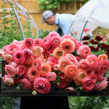 Load image into Gallery viewer, ranunculus