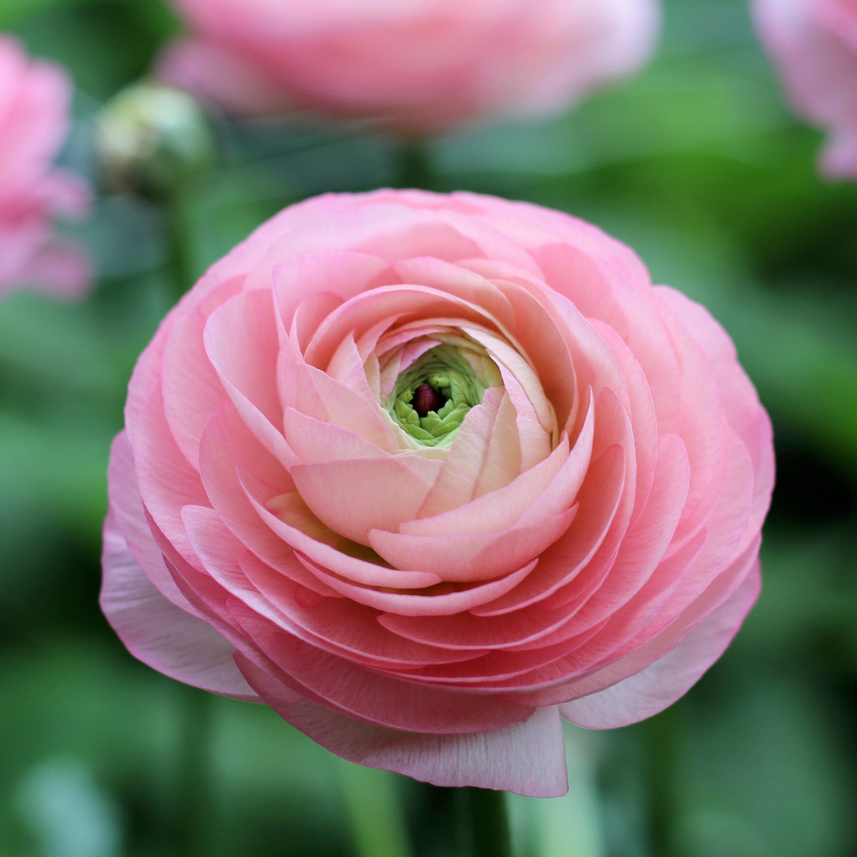 Italian Ranunculus Cloni ‘Venere’ – ANTONIO VALENTE FLOWERS