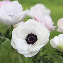 Load image into Gallery viewer, Anemone