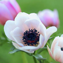 Load image into Gallery viewer, Anemone