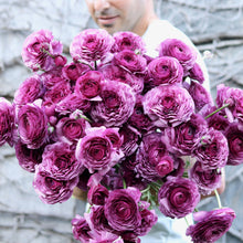 Load image into Gallery viewer, ranunculus