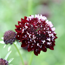 Load image into Gallery viewer, Pincushion Flower 'Black Knight'