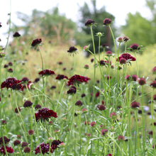 Load image into Gallery viewer, Pincushion Flower 'Black Knight'