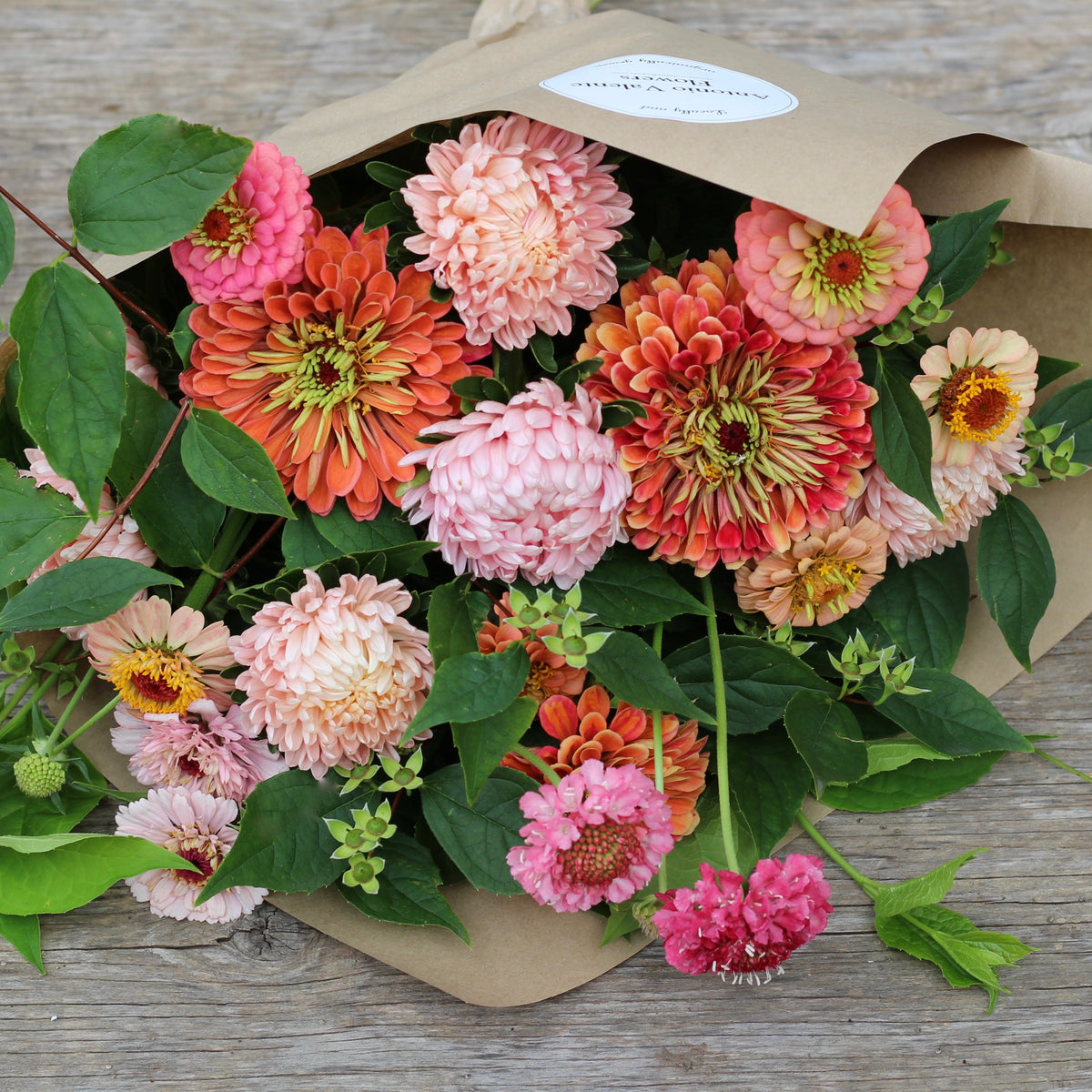 Pincushion Flower 'Salmon Rose' ANTONIO VALENTE FLOWERS