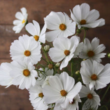 Load image into Gallery viewer, Cosmos 'Purity'
