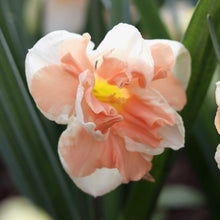 Load image into Gallery viewer, daffodil bulbs