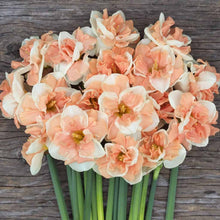 Load image into Gallery viewer, daffodil bulbs