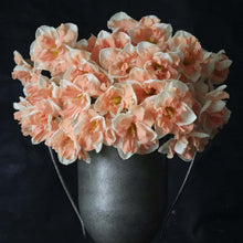 Load image into Gallery viewer, daffodil bulbs