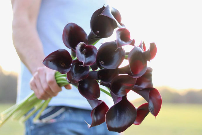 How To Grow Classic Calla Lilies