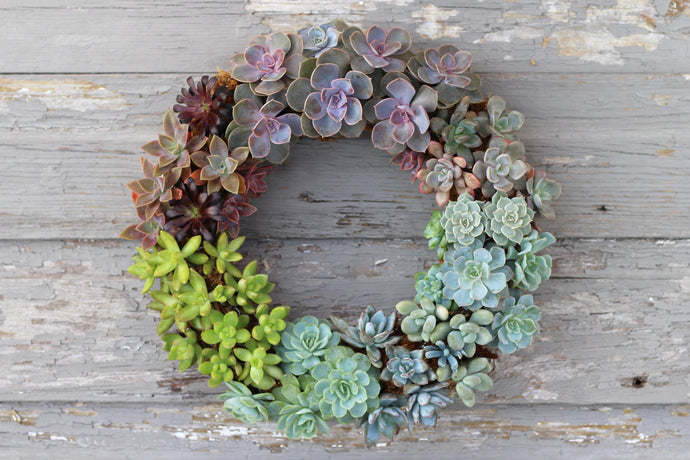 Succulent Wreath How-To