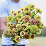 Zinnia 'Queen Lime Blush'
