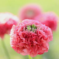 Italian Ranunculus Pon Pon Cloni 'Alice'