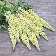 Lupine 'Limoncello'
