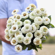 Zinnia 'Oklahoma White'