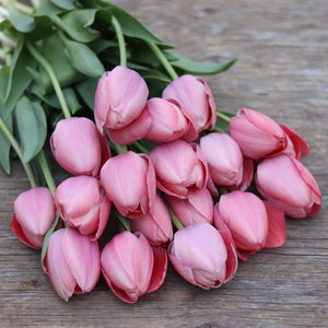 Tulip ‘Mystic Van Eijk’