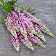 Load image into Gallery viewer, Lupine 'Rosa Antica'