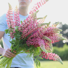 Load image into Gallery viewer, Lupine 'Rosa Antica'