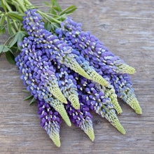Load image into Gallery viewer, Lupine 'Violetta'