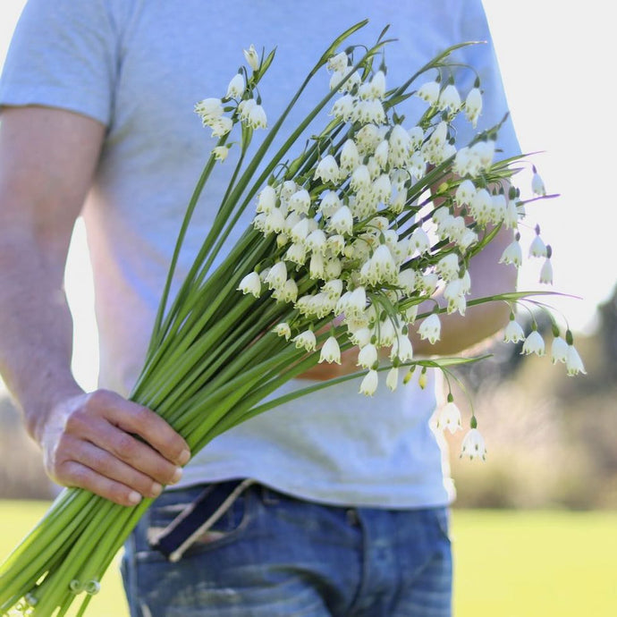 Leucojum ‘Gravetye Giant’