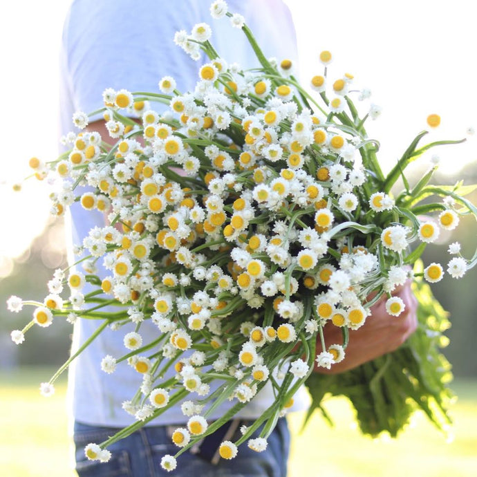 Winged Everlasting