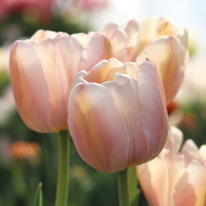 Tulip ‘Apricot Pride’