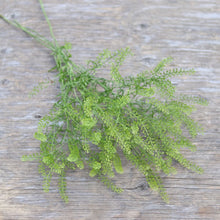 Load image into Gallery viewer, Cress 'Green Dragon'