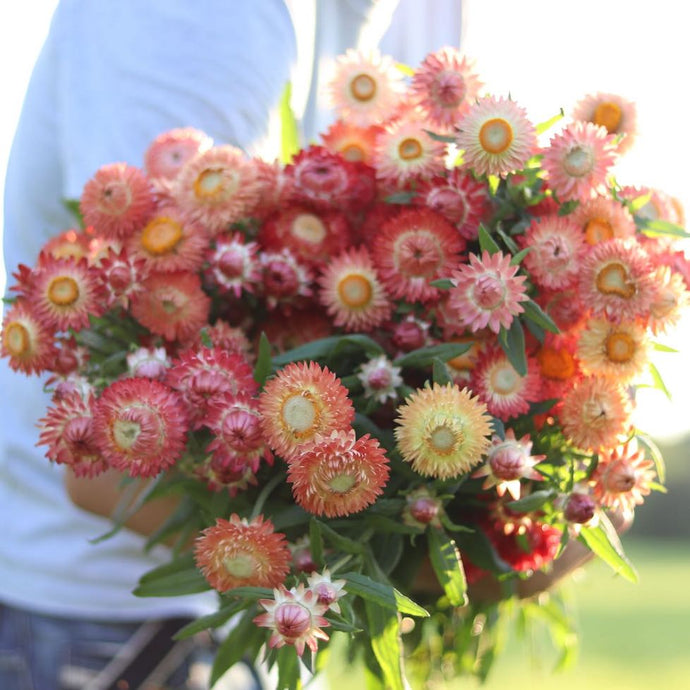 Strawflower 'Salmon Rose'