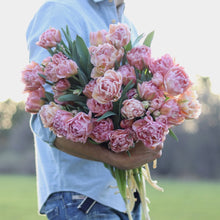 Load image into Gallery viewer, Tulip &#39;Pink Mist&#39;