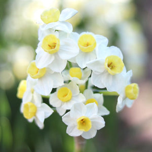 Narcissus ‘Avalanche’