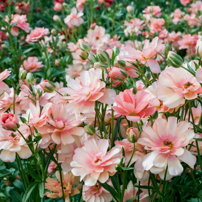 BUTTERFLY RANUNCULUS – ANTONIO VALENTE FLOWERS
