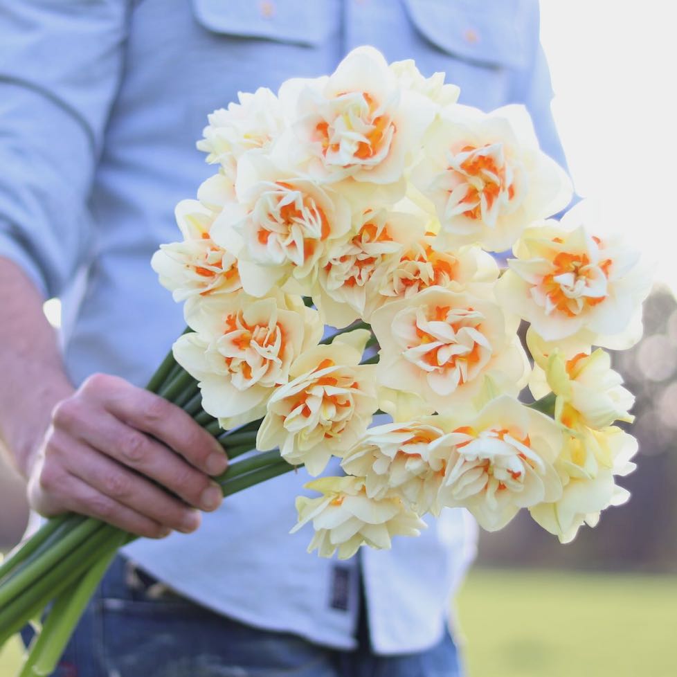 Narcissus - rantamu0915。 Narcissus Zinzi | Van Engelen Wholesale Flower Bulbs