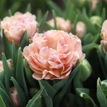 Load image into Gallery viewer, Tulip &#39;Pink Mist&#39;