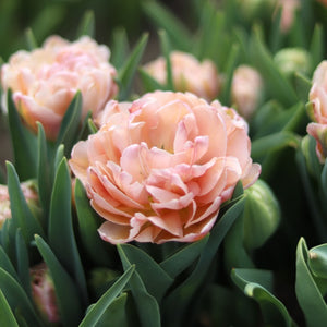 Tulip 'Pink Mist'