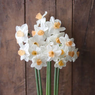 Narcissus ‘Kapiti Peach’