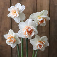 Narcissus 'Pink Paradise'
