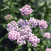 Load image into Gallery viewer, Yarrow &#39;Love Parade&#39;
