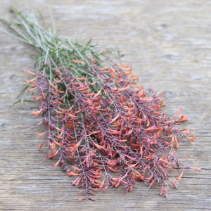 Agastache 'Coral Sunset'