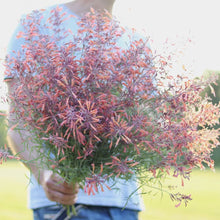 Load image into Gallery viewer, Agastache &#39;Coral Sunset&#39;