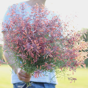 Agastache 'Coral Sunset'