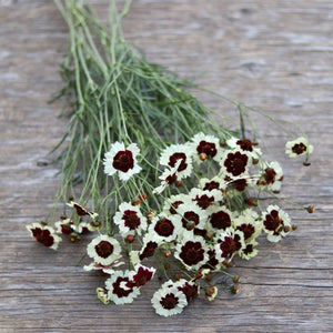 Coreopsis 'Berries and Cream'