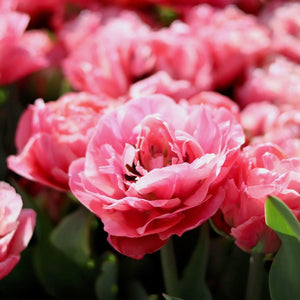 Tulip ‘Taiwan’