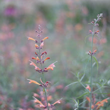 Load image into Gallery viewer, Agastache &#39;Coral Sunset&#39;