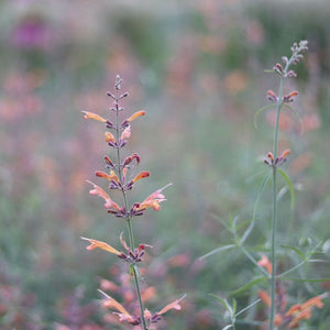 Agastache 'Coral Sunset'